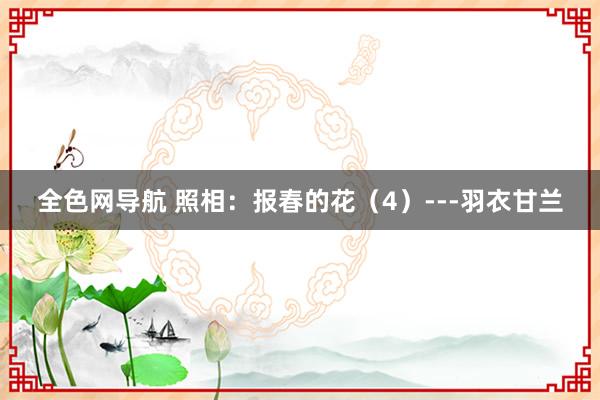 全色网导航 照相：报春的花（4）---羽衣甘兰